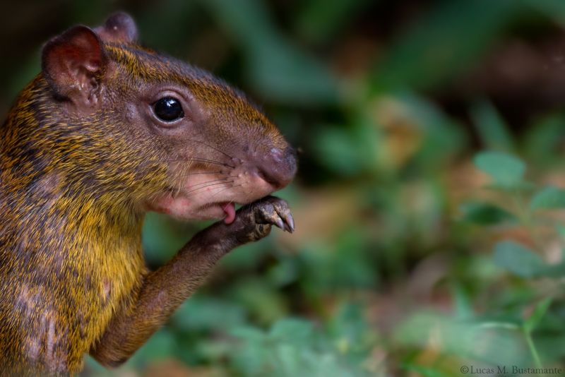Agouti (Dasyprocta Punctata) rodent licking paw in Tambopata Reserve, Amazon rainforest, Peru