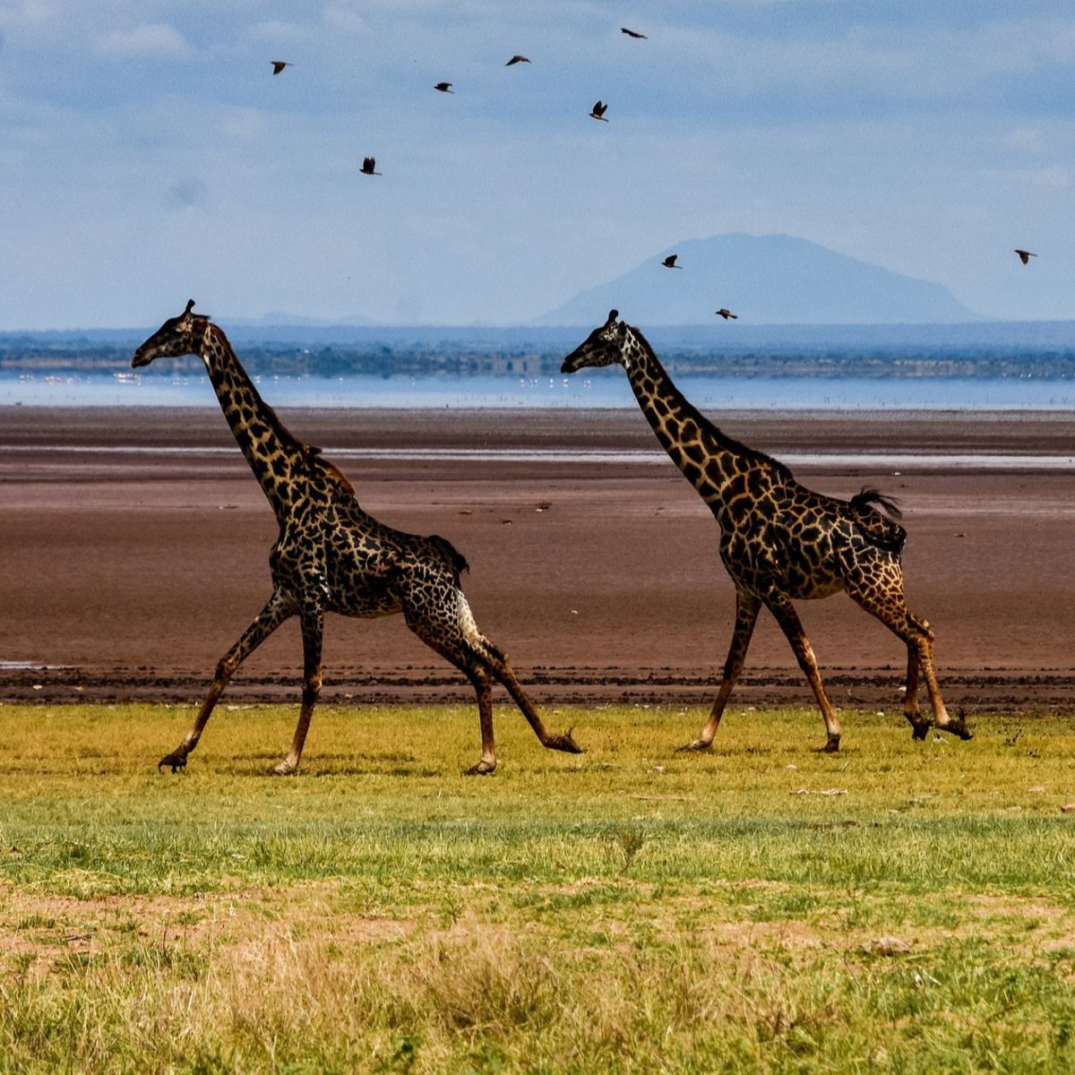 Giraffes running across plain in Serengeti