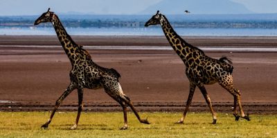 Giraffes running across plain in Serengeti