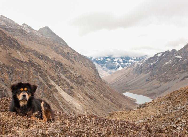 Himalayan dog sitting in barren/winter mountain landscape of Bhutan