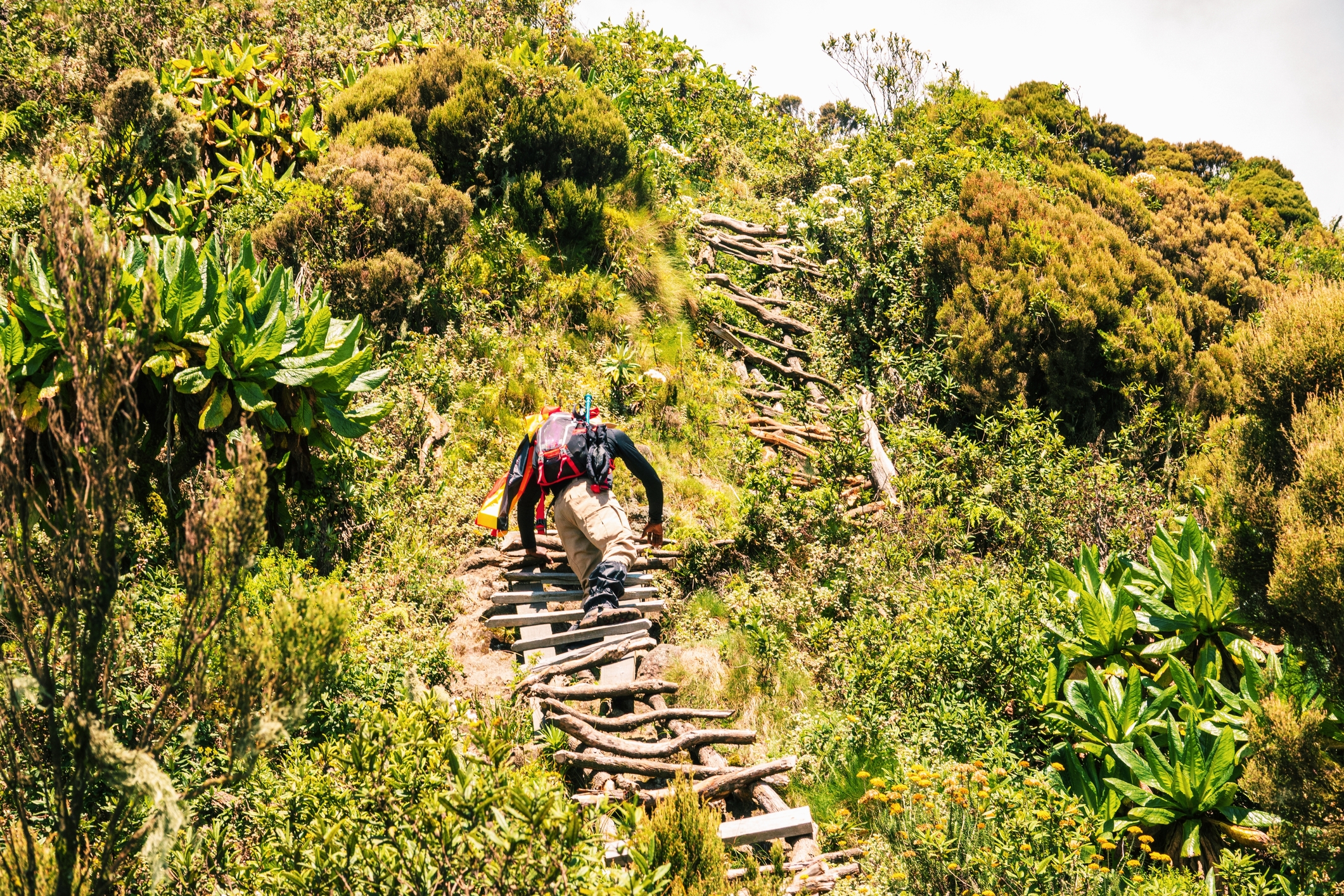 Rear view of a hiker on a wooden ladders at Mount Sabyinyo, Uganda. Rear view of a hiker on a wooden ladders at Mount Sabyinyo in the Mgahinga Gorilla National Park, Uganda