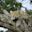 Leopard in a tree in Kenya
