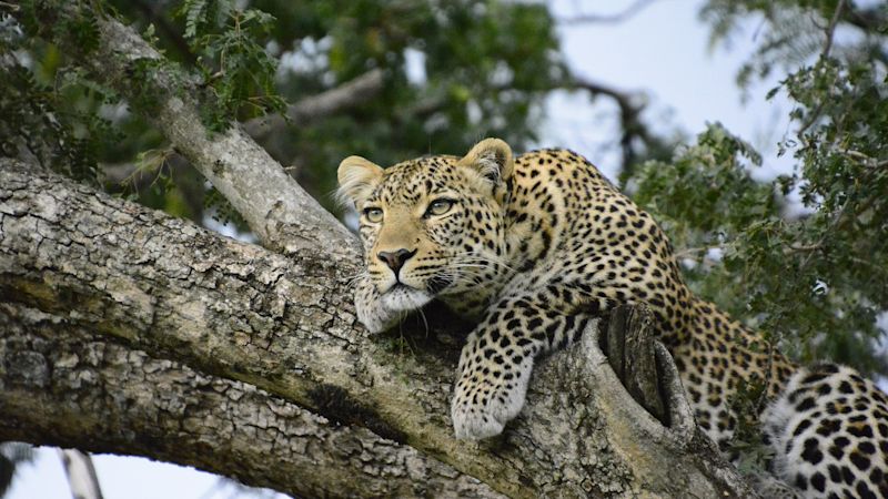 Leopard in a tree in Kenya