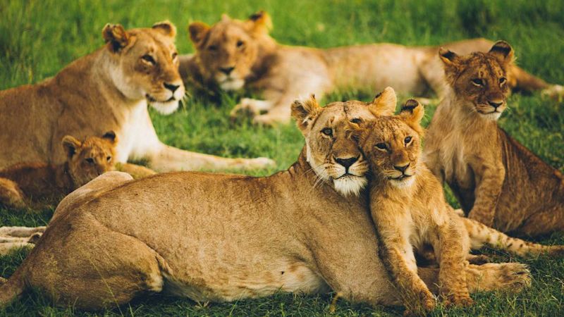 Pride of lions, Kenya