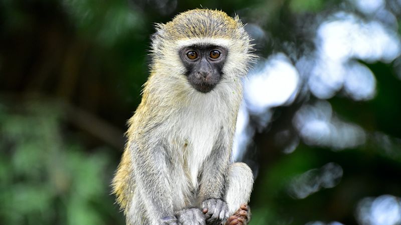 Vervet Monkey Uganda