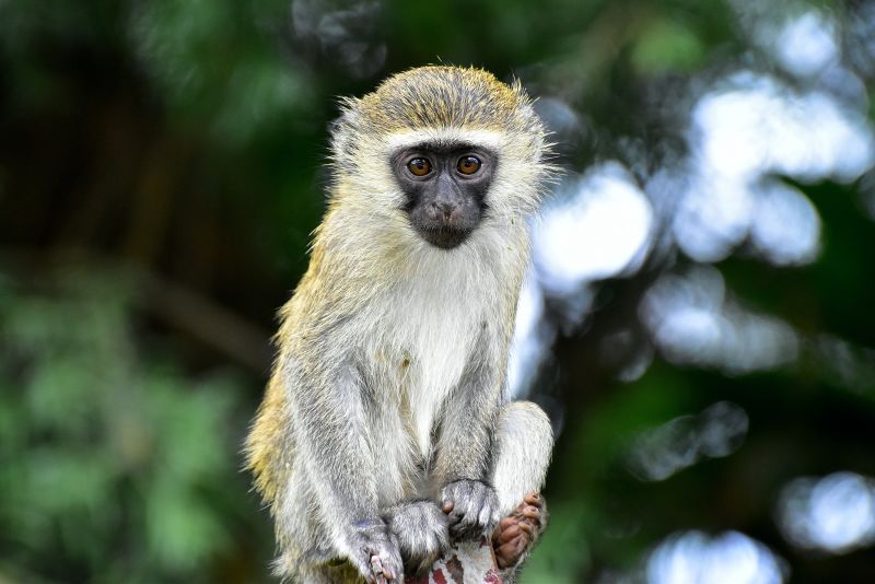 Vervet Monkey Uganda