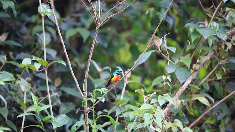 Regal sunbird perched on a thin branch in Nyungwe National Park, Rwanda