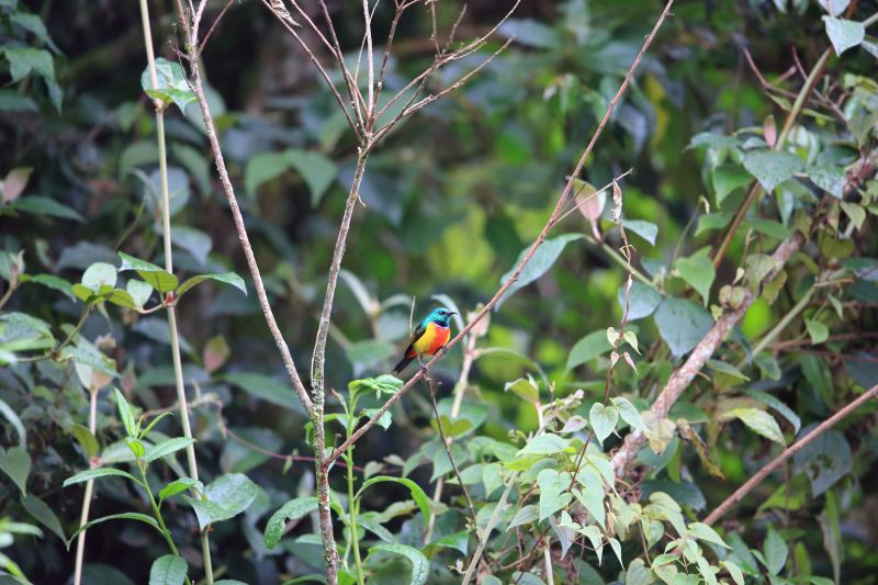 Regal sunbird perched on a thin branch in Nyungwe National Park, Rwanda