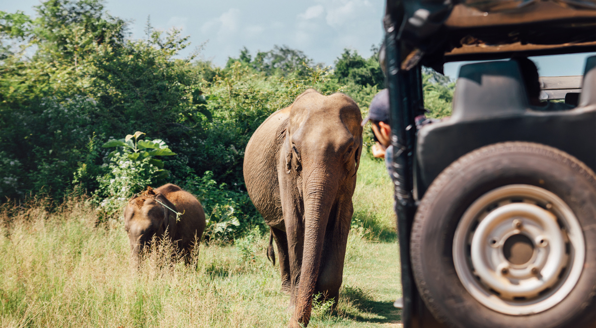 Elephants in Udawalawe National Park