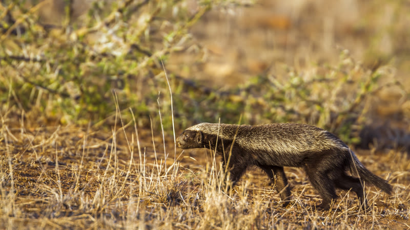 Honey badger walking through grassland in South Africa