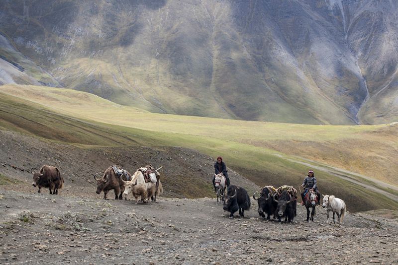 Yak caravan Nepal