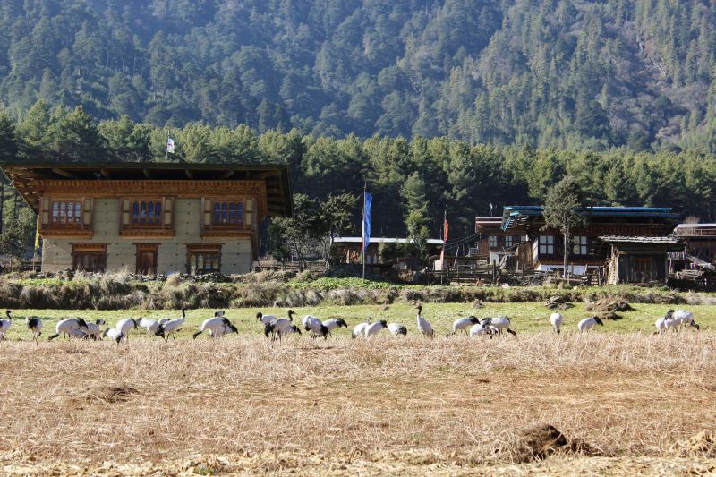 A flock of black-necked cranes resting in a field near a small home in Phobjikha, Bhutan
