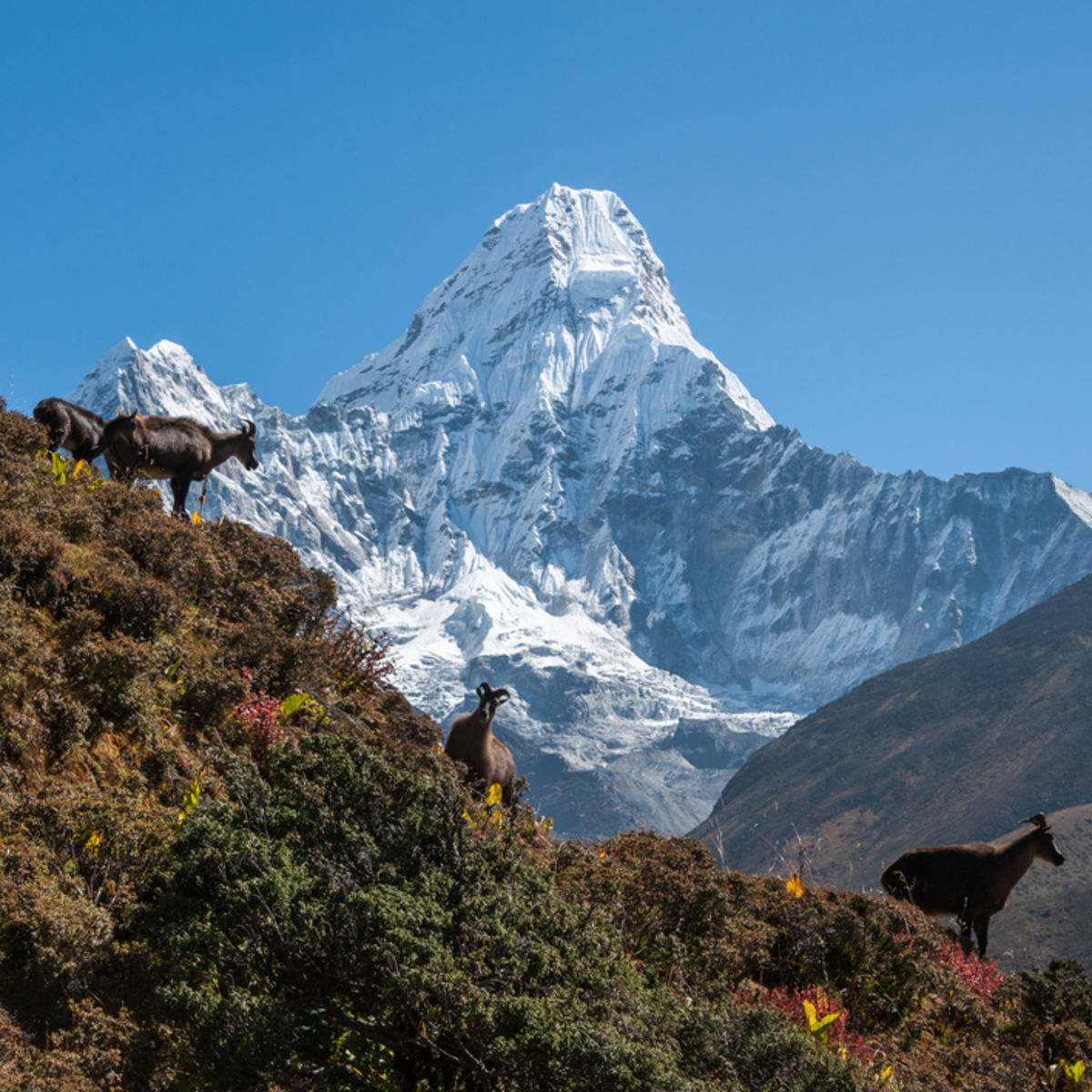 Himalayan tahrs in front of Ama Dablam on EBC trek, Nepal