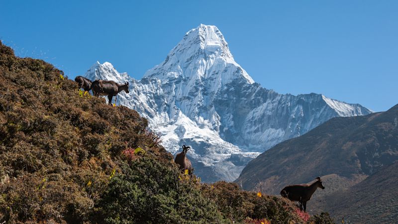 Himalayan tahrs in front of Ama Dablam on EBC trek, Nepal