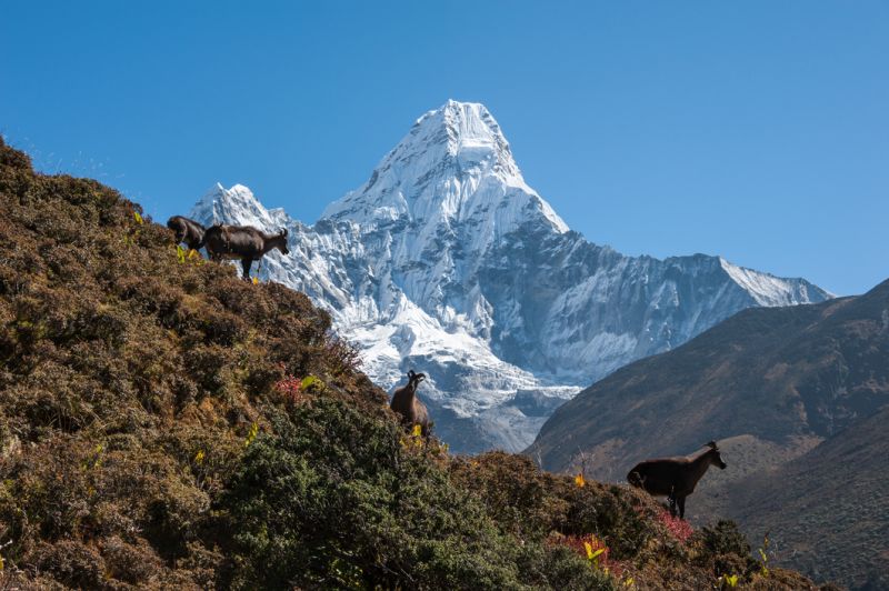 Himalayan tahrs in front of Ama Dablam on EBC trek, Nepal