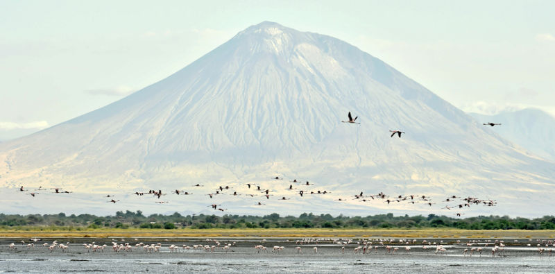 Mt Ol Doinyo Lengai soars above Lake Natron and its countless water birds