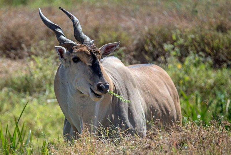 Eland Great Wildlife Migration 