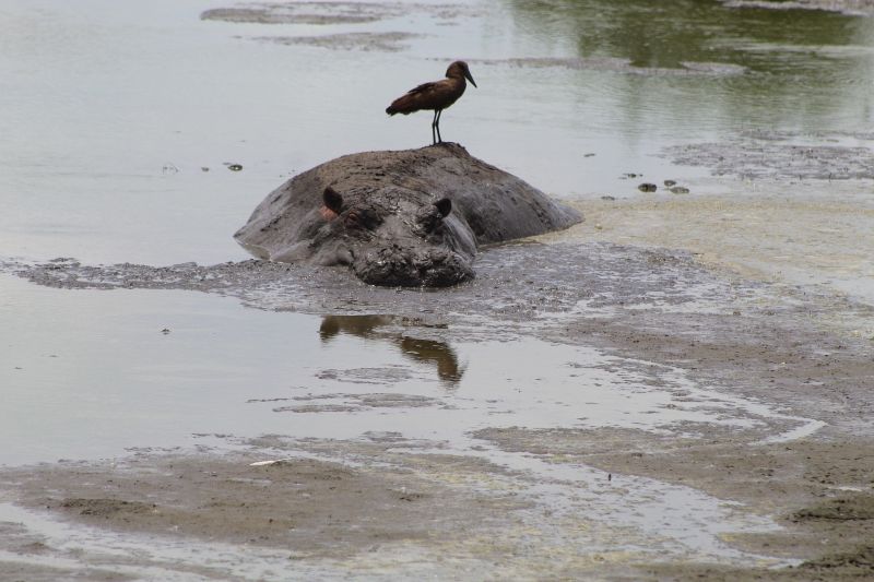 hippopotamus in mud with bird on back
