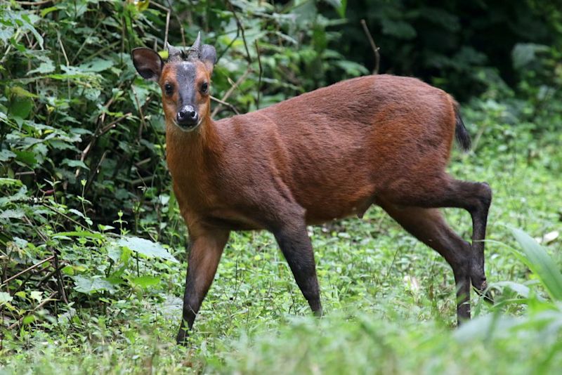 black-fronted duiker, Bwindi Impenetrable National Park