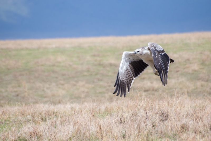 Martial eagle, Ngorongoro Crater