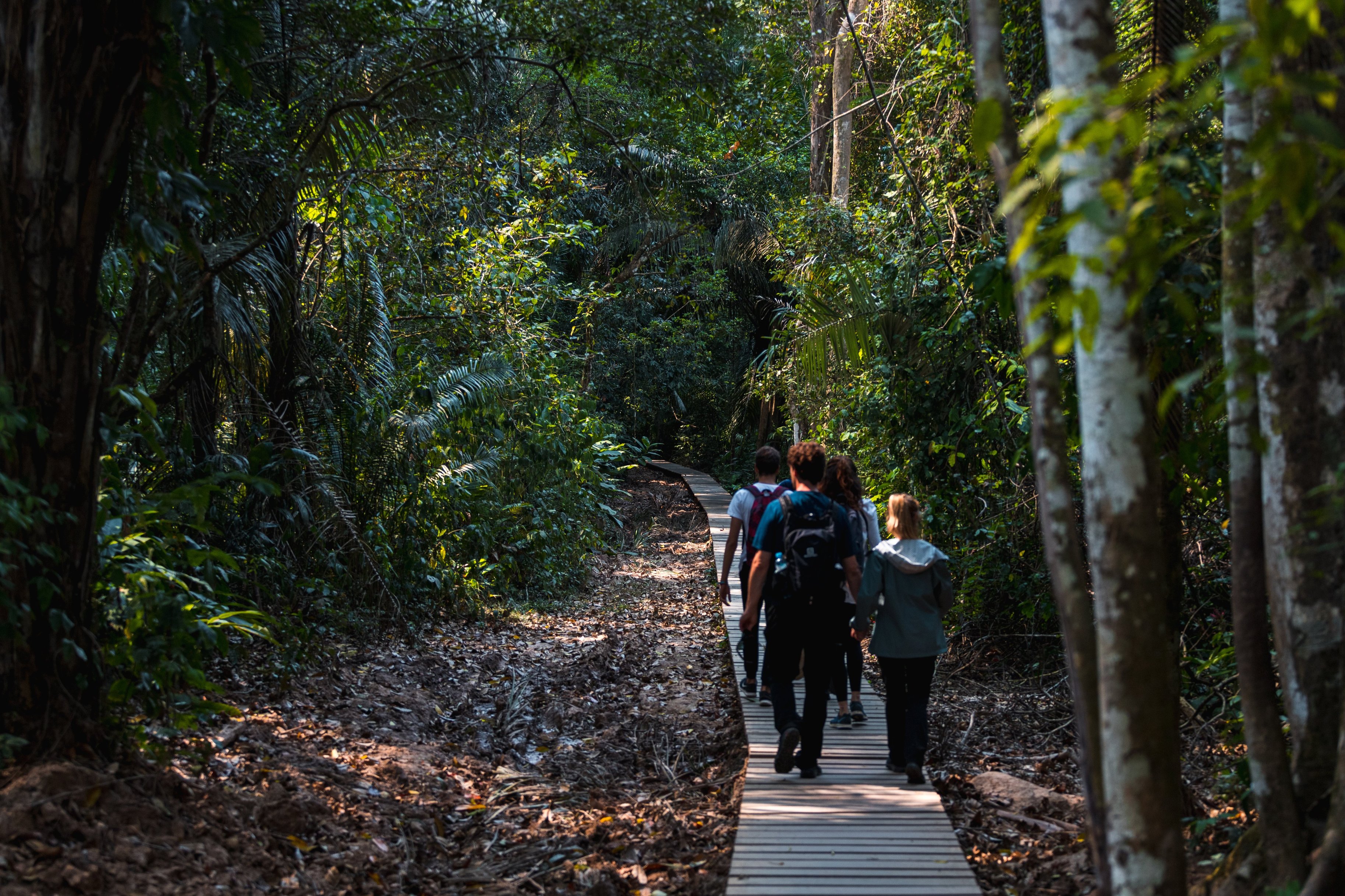 Group of tourists exploring a wooden path through Tambopata National Park to Lake Sandoval near the Amazonas (Peru, South America)