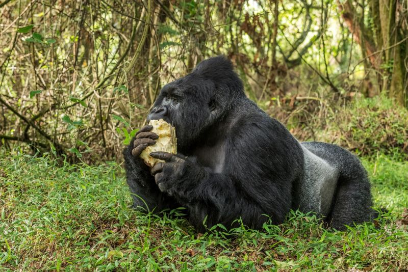Silverback mountain gorilla eating in Mgahinga Gorilla National Park, Uganda