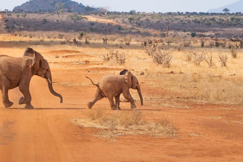 Elephant calf in dry scrubland