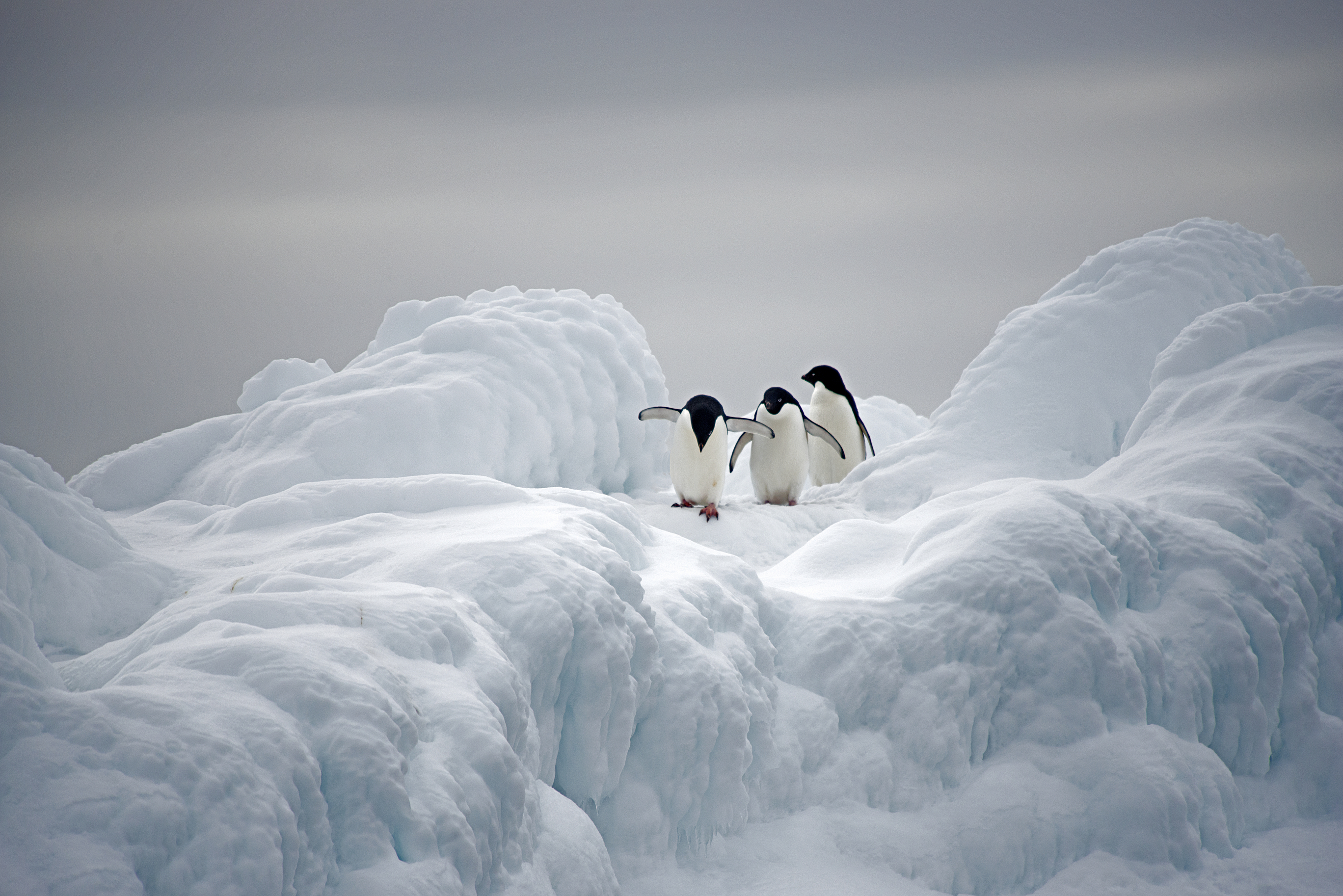 Adelie penguins are true Antarctic penguins as they spend their entire lives on or around the ice.