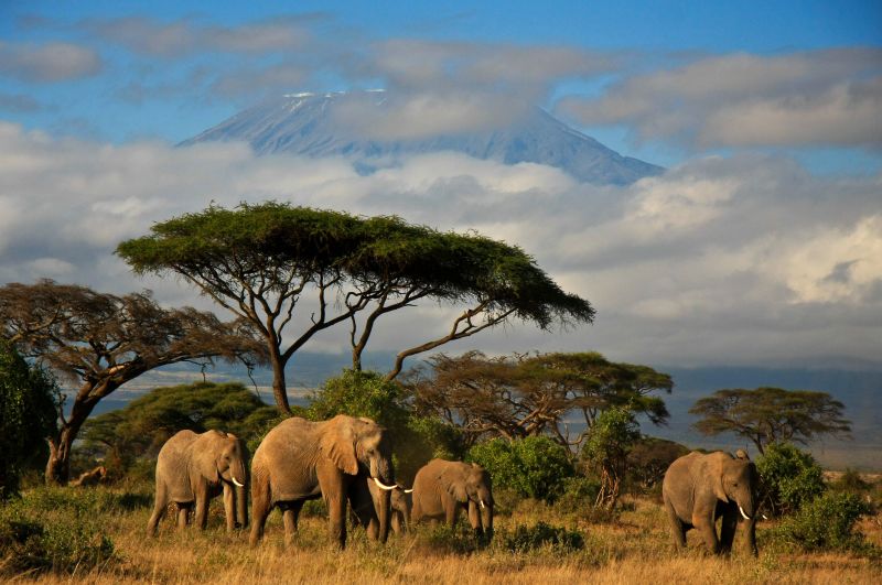 Herd of elephants in Amboseli with Kilimanjaro in background