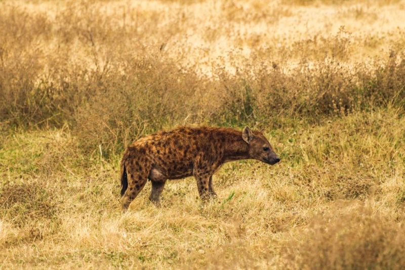 Spotted hyena, African safari
