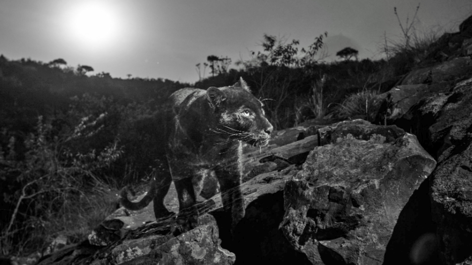 A British wildlife photographer set up motion-sensitive cameras in central Kenya after hearing the elusive cats were there. Pic: Will Burrard-Lucas