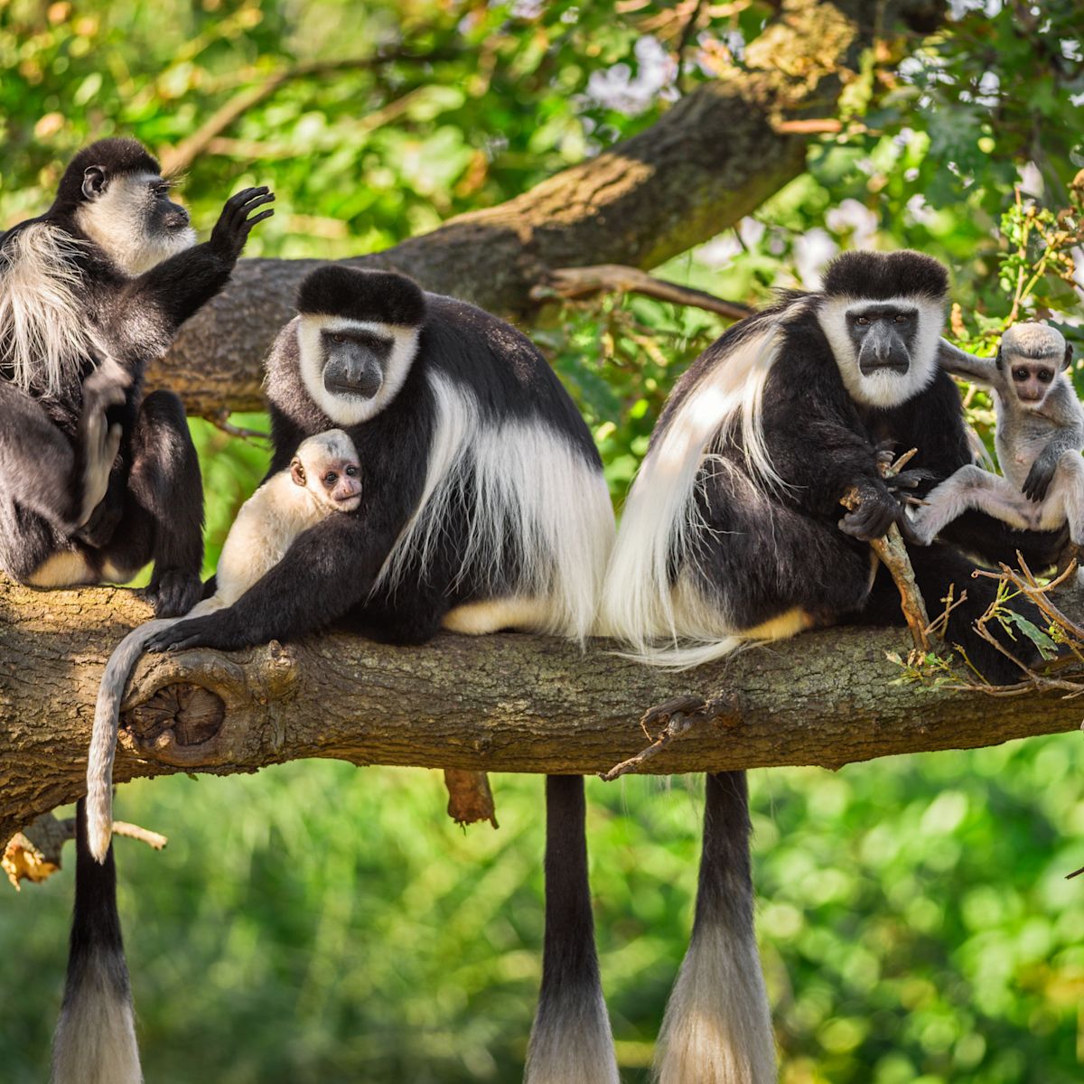 A troop of mantled guereza (black and white colobus) monkeys 