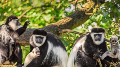 A troop of mantled guereza (black and white colobus) monkeys 