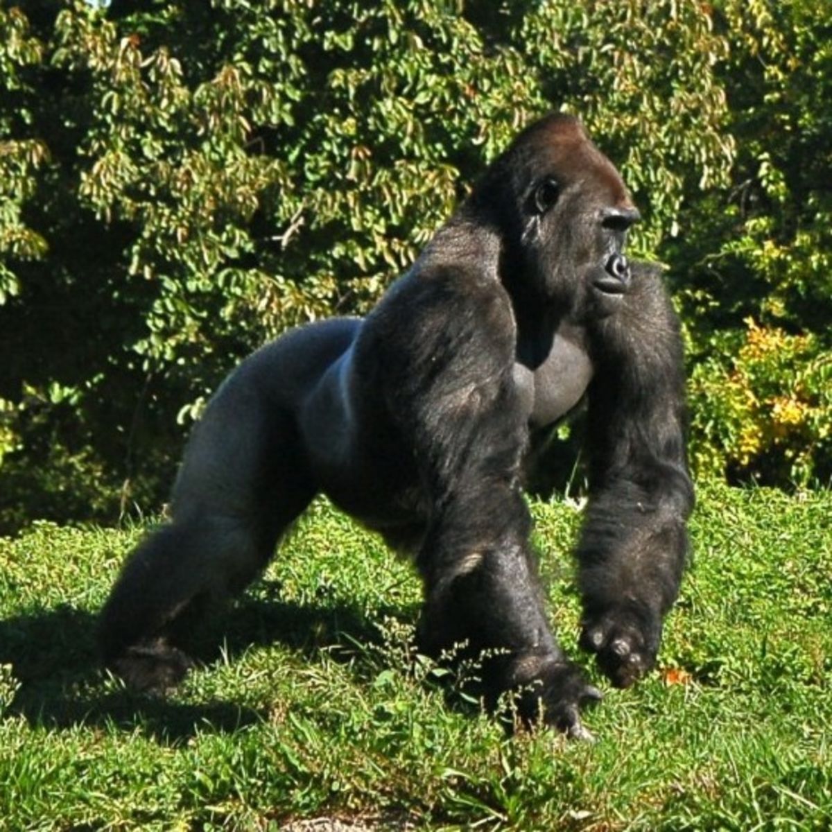 Adult male western lowland gorilla