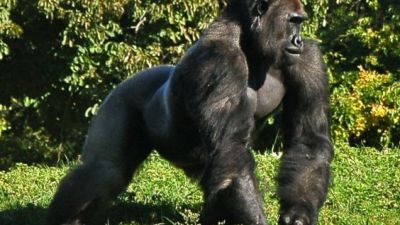 Adult male western lowland gorilla