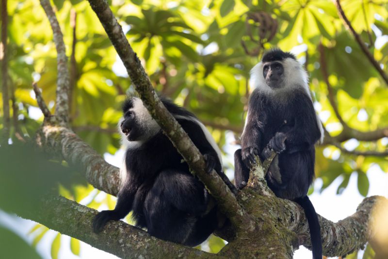 Colobus monkeys in tree in Rwanda