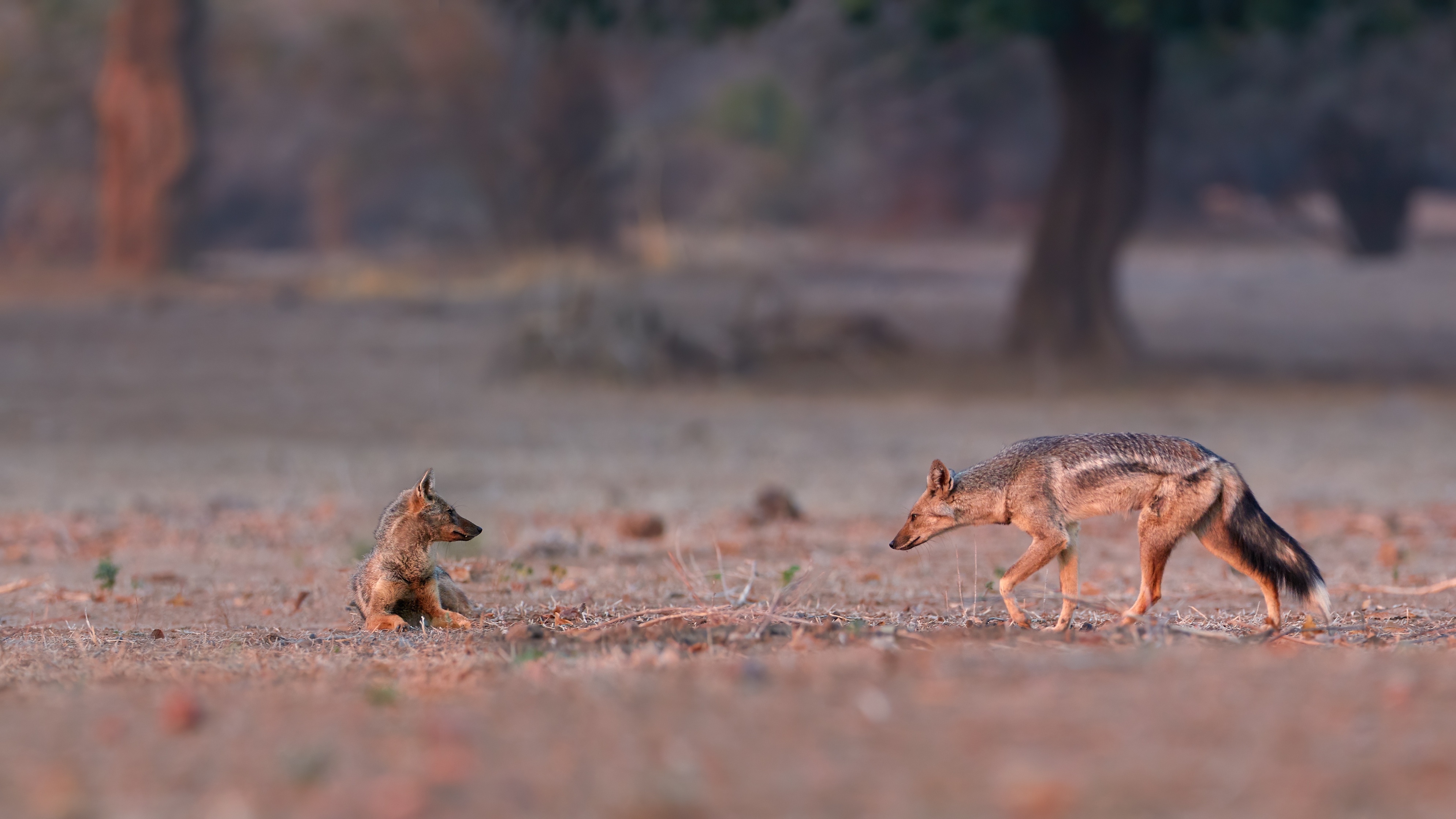 Ours. Two Side-striped jackals, Canis adustus, Zimbabwe