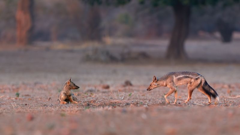 Ours. Two Side-striped jackals, Canis adustus, Zimbabwe