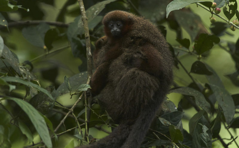 Duski Titi Monkey photographed in Tambopata, Peruvian Amazon rainforest 