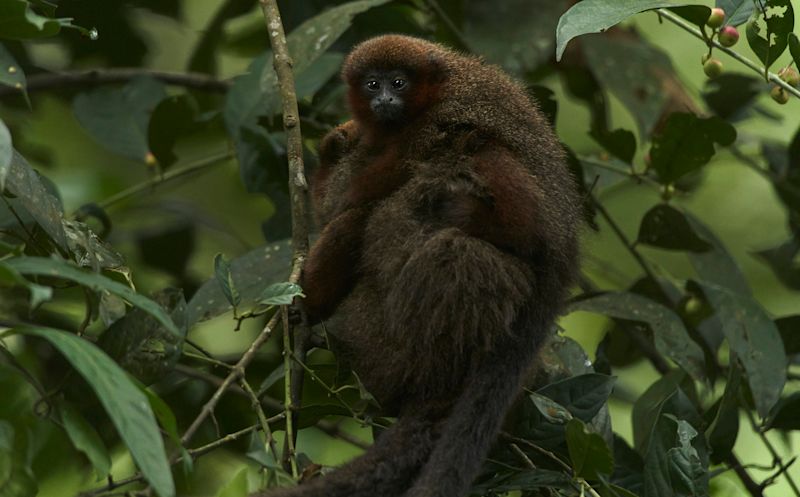 Duski Titi Monkey photographed in Tambopata, Peruvian Amazon rainforest 