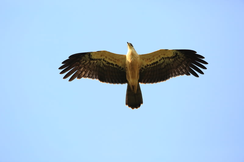An Ayres's hawk-eagle in flight as seen from below in Nyungwe National Park, Rwanda