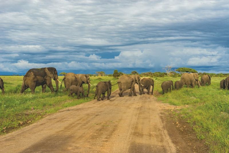 Elephants Mount Kilimanjaro National Park, animals on  Kilimanjaro