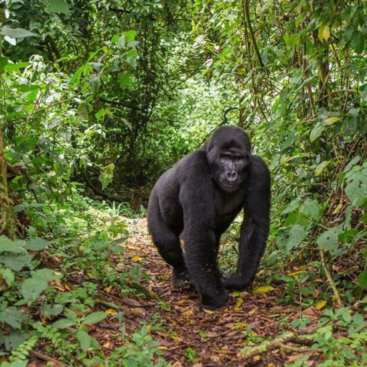 mountain gorilla in Uganda