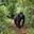 mountain gorilla in Uganda