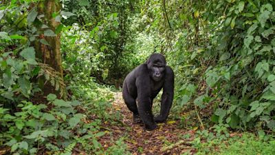 mountain gorilla in Uganda