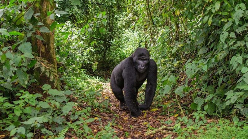 mountain gorilla in Uganda