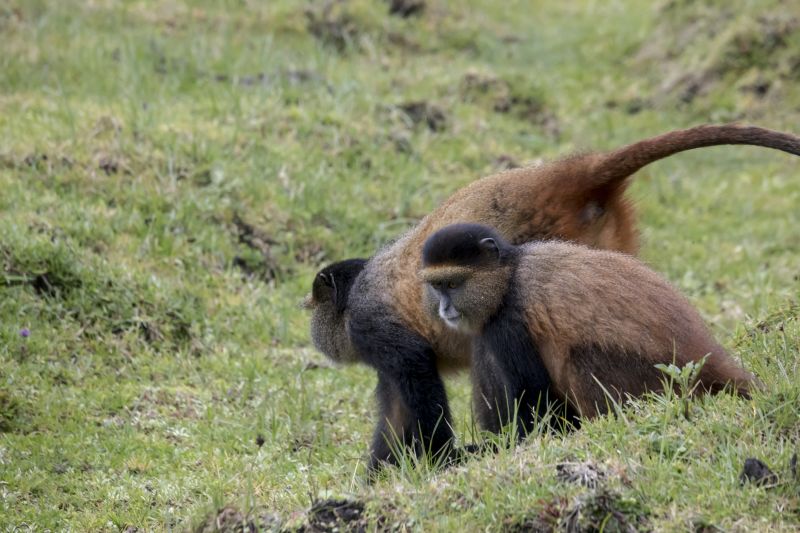 Endangered golden monkey youth with mother in field in Virunga forest of Volcanoes National Park, Rwanda