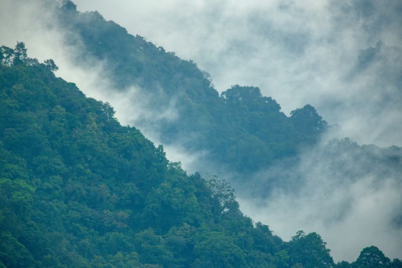 Clouds over montane forests at Indo-Bhutan border
