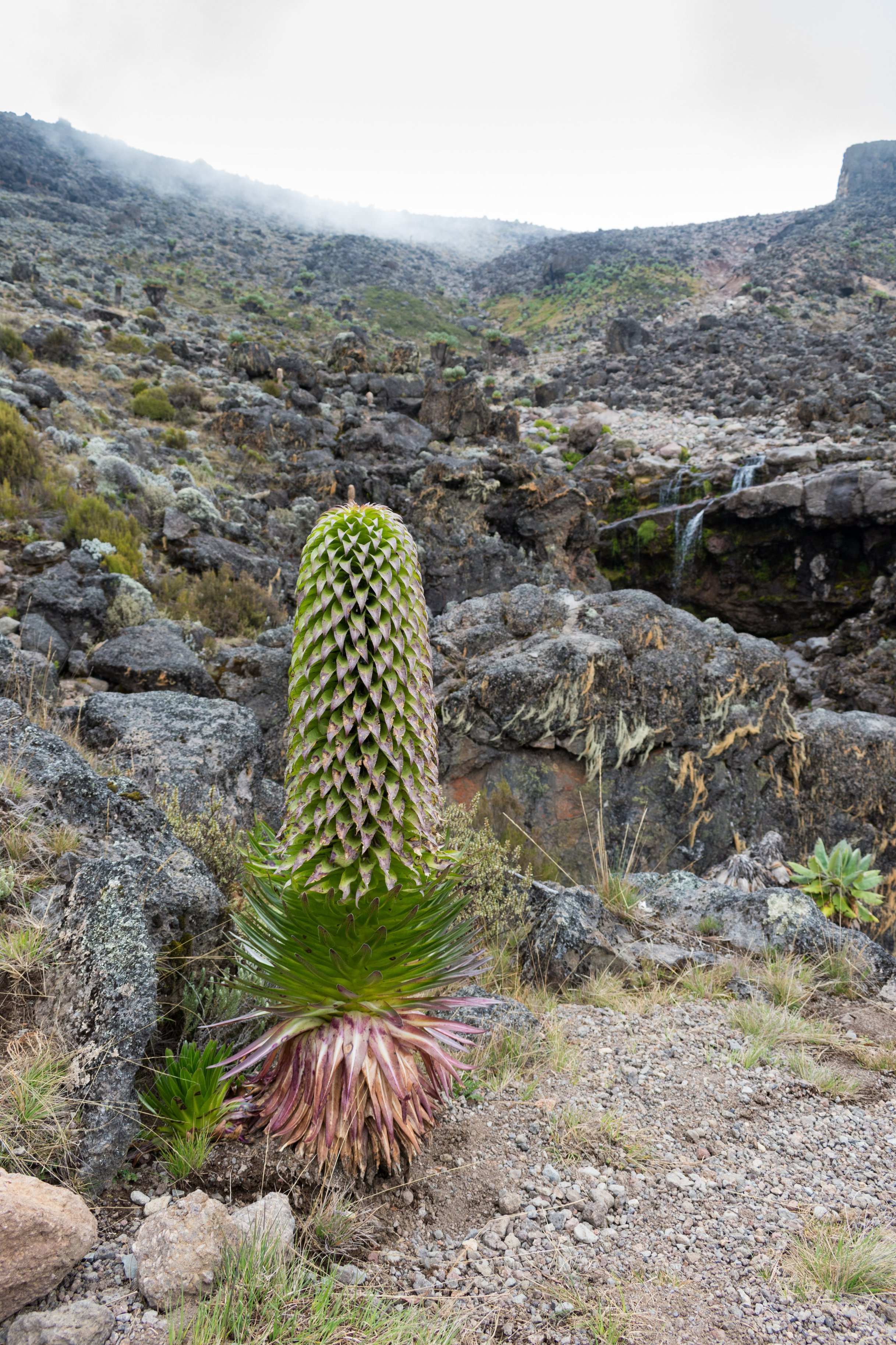 Lobelia deckenii, a species of Giant Lobelia growing in a river valley on Mount Kilimanjaro, Tanzania.