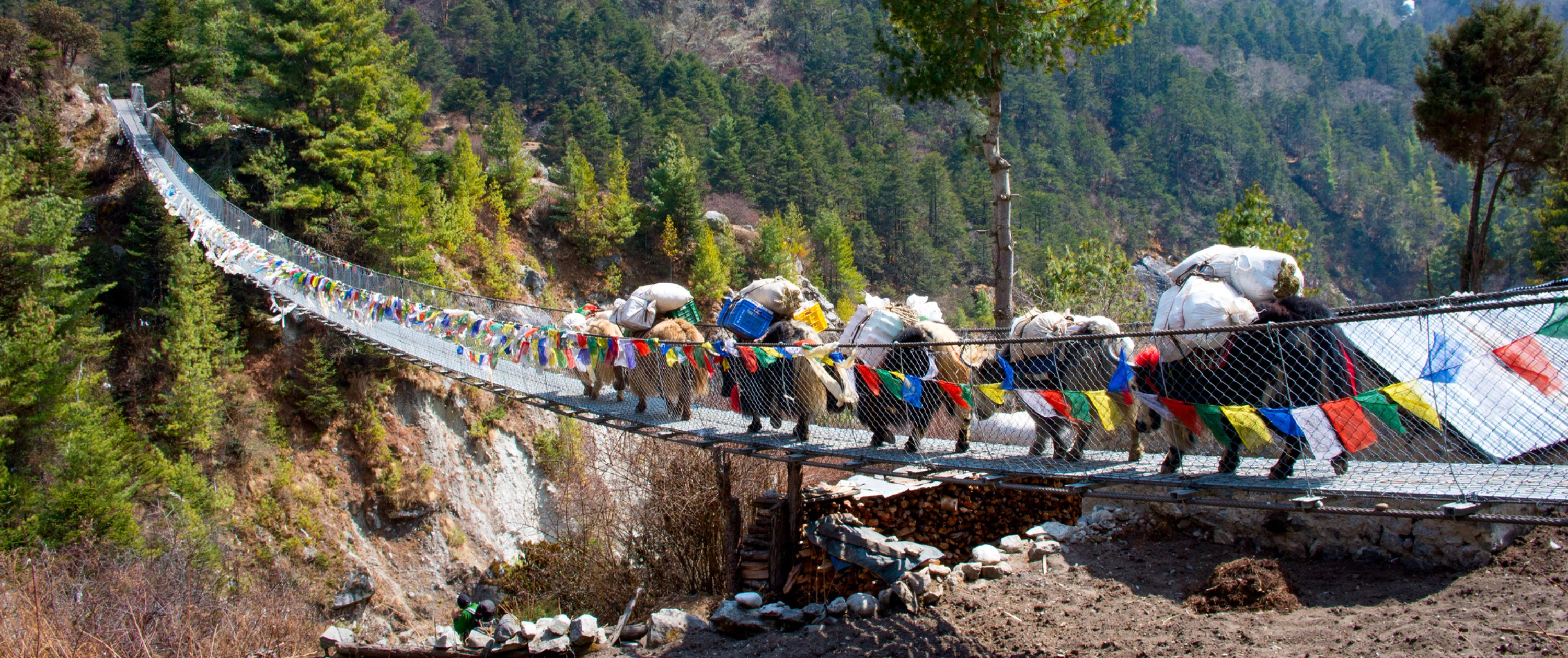 Yaks on a bridge in Nepal near Everest Base Camp 